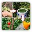 Gnojówka i oprysk z liści pomidorów