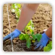 Jak sadzić ogórki gruntowe? Sadzenie ogórków z rozsady