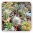 Kaktusy i sukulenty. Gatunki i odmiany
