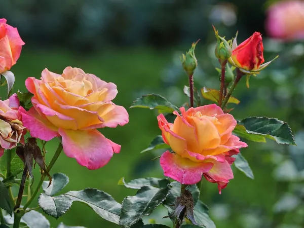 Róże ogrodowe
