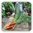 Warzywa odporne na suszę