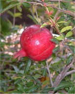 granat owoc