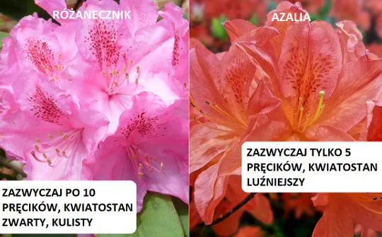 azalia, a różanecznik - różnice w wyglądzie kwiatów