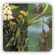 Choroby bzu lilaka - dlaczego nie kwitnie, brązowe, skręcone liście