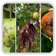 Choroby jabłoni i ich zwalczanie