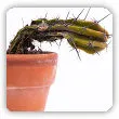 Choroby kaktusów. Dlaczego kaktus usycha, marszczy się i gnije?
