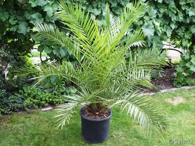 palma daktylowa, daktylowiec kanaryjski