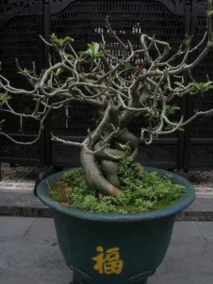 dlaczego drzewko bonsai gubi liście
