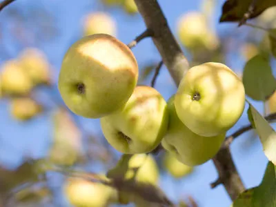 stare odmiany drzew owocowych - jabłoń