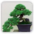 jak zrobić bonsai