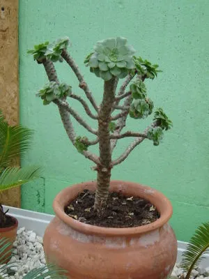 eonium drzewiaste aeonium arboreum