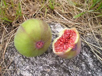 figa - dojrzały owoc