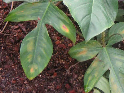 filodendron choroby