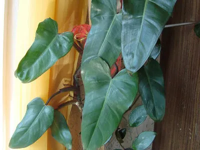 filodendron czerwieniejący