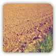 gleba piaszczysta - właściwości, uprawa, użyźnianie, co sadzić