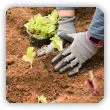 Jak sadzić warzywa na działce