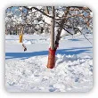 Jak zabezpieczyć drzewka owocowe na zimę
