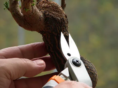 Jak zrobić bonsai