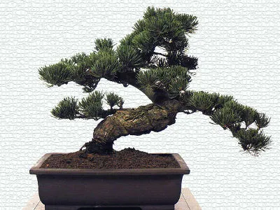 Jak zrobić bonsai