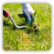 Jak zwalczyć chwasty na trawniku