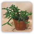 Kaktus Rhipsalis - gatunki, uprawa, rozmnażanie