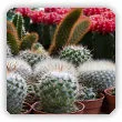Jak dbać o kaktusy doniczkowe? Uprawa kaktusów w domu