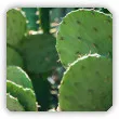 kaktusy mrozoodporne ogrodowe