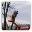 Kary za wycięcie drzewa bez zezwolenia 2023