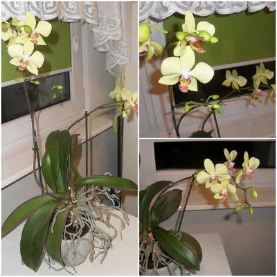 Kwiaty doniczkowe na prezent - storczyk Phalaenopsis