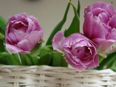 kwiaty na wielkanocny stół - tulipany