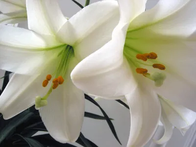 kwiaty na wielkanocny stół - białe lilie