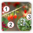 3 najzdrowsze owoce świata, które musisz mieć w ogrodzie!