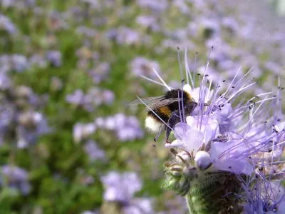 ogród przyjazny dla pszczół i owadów pożytecznych