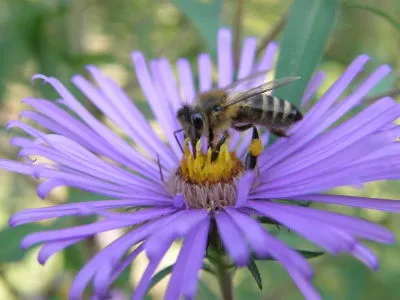 ogród przyjazny dla pszczół i owadów pożytecznych
