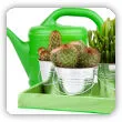 Podlewanie kaktusów. Jak często podlewać kaktusy?