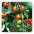 Pomidory koktajlowe - odmiany, uprawa w gruncie i w doniczkach