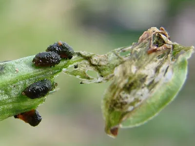 poskrzypka liliowa larwy