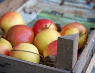 przechowywanie owoców jabłek