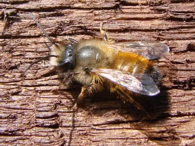 Pszczoła murarka ogrodowa