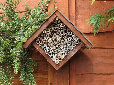 Pszczoła murarka ogrodowa