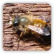 pszczoła murarka ogrodowa