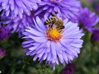 ogród przyjazny pszczołom