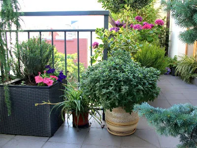 Rośliny balkonowe całoroczne