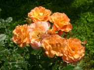róża parkowa Westerland