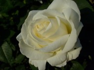 róża wielkokwiatowa Fryderyk Chopin
