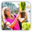 sadzenie iglaków - kiedy i jak sadzić iglaki