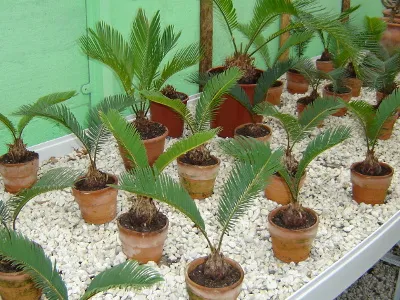 jak zrobić palmę wielkanocną z liści sagowca