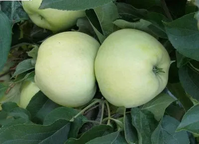stare odmiany drzew owocowych - jabłoń Antonówka