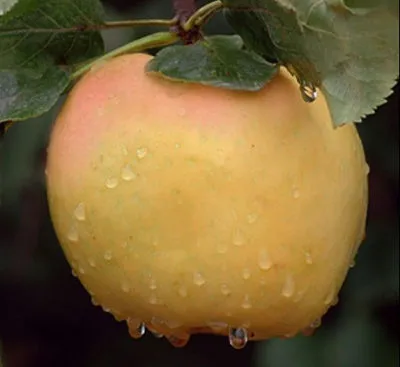 stare odmiany drzew owocowych - jabłoń Kronselka