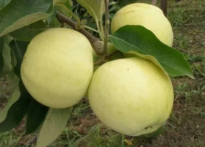 stare odmiany drzew owocowych - jabłoń Papierówka